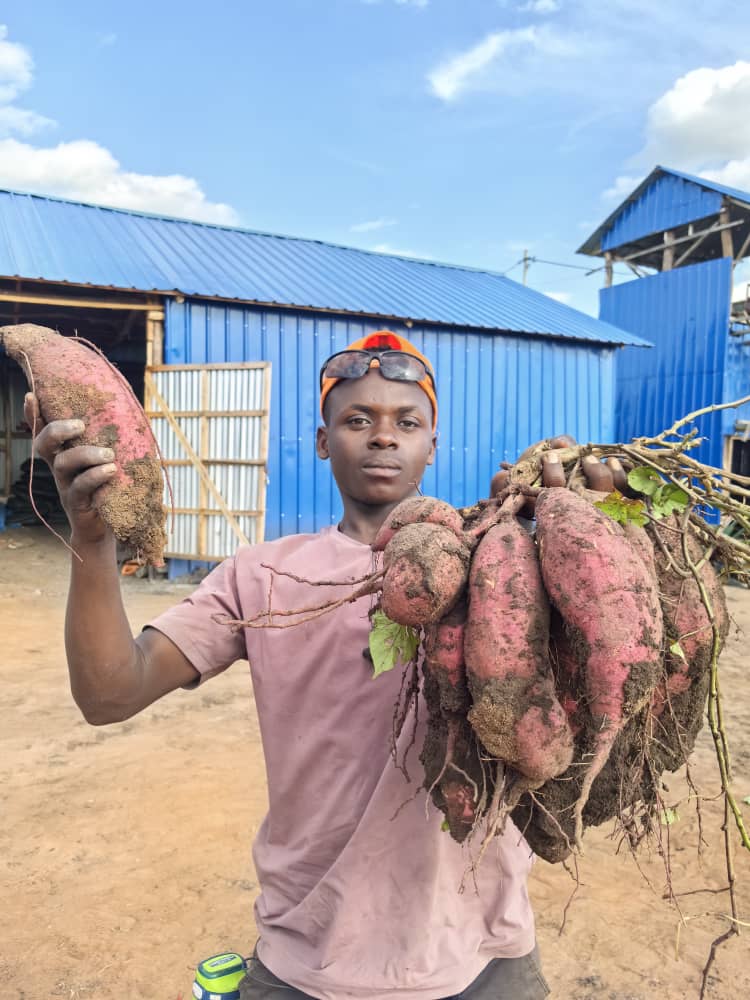 Dore Uburyo Bwo Guhinga Ibijumba ku Ubutaka buto Ukabona Umusaruro Mwinshi