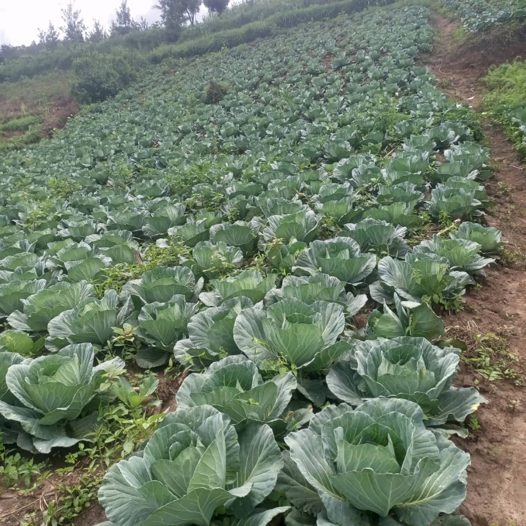 nyuma yo gutangira ubuhinzi bw”imboga ni mbuto kuri hegitare imwe  sindikubwabo marcel  ari mubyishimo byo kuba ageze kuri hegitare icumi (10)