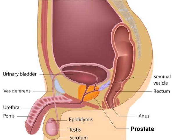 Dore ibimenyetso biranga idwara ya Prostate.